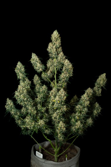 Instagram Wedding Cheesecake Auto