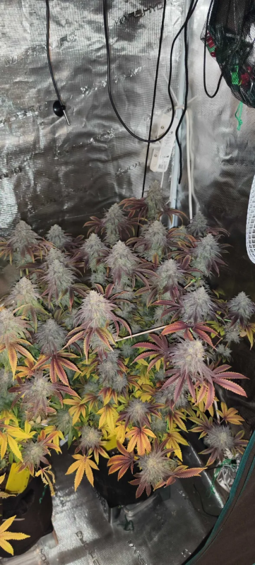 Instagram Lemon Cherry Runtz