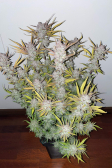Instagram Strawberry Pie Auto