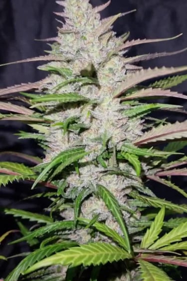 Forbidden Runtz Auto