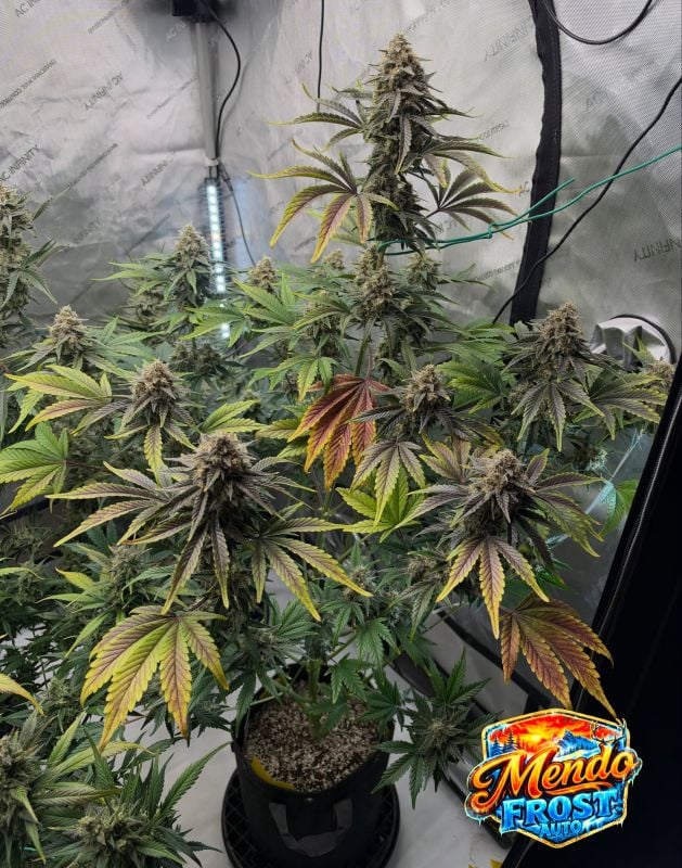 AUTO | Mendo Frost Auto™