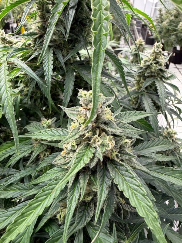 Instagram Northern Lights Auto