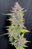 Instagram Banana Purple Punch Auto