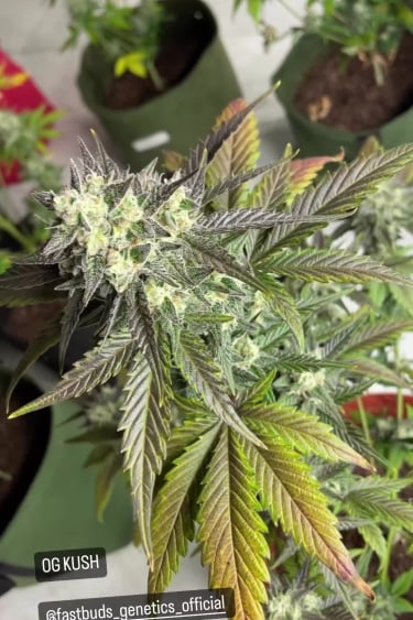 OG Kush Auto