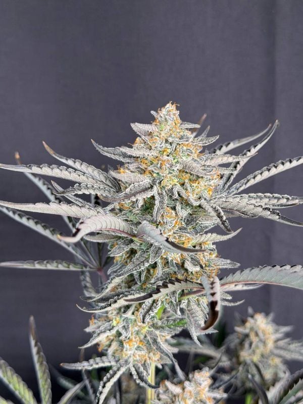 Instagram Cheese Auto