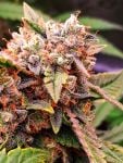 Instagram Mendo Frost Auto™