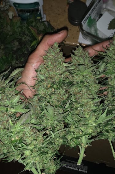 Instagram Critical Auto