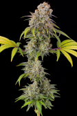 Instagram Gorilla Cookies FF