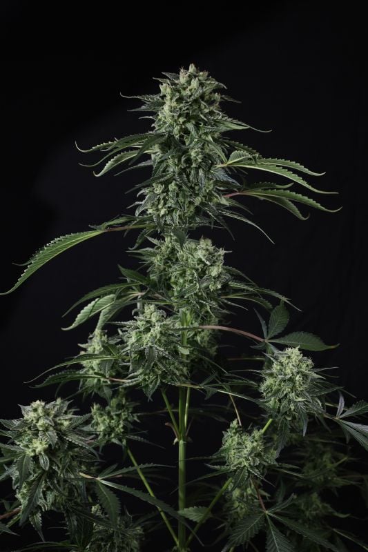 Instagram Banana Guava Auto