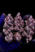 Instagram Purple Lemonade FF