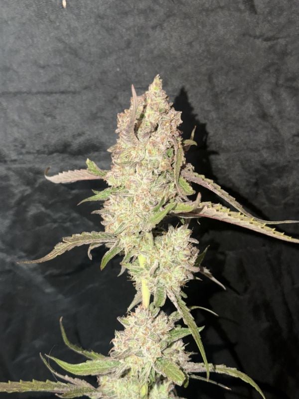 Instagram Guava Runtz Auto