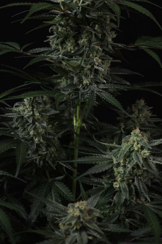 Instagram Banana Frost Auto