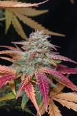 Instagram Pound Cake Auto™