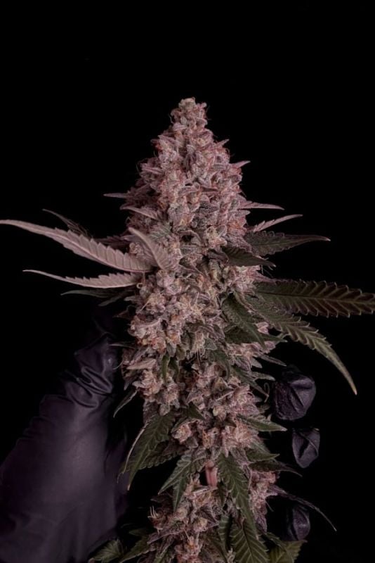 Instagram Mix Pack FF