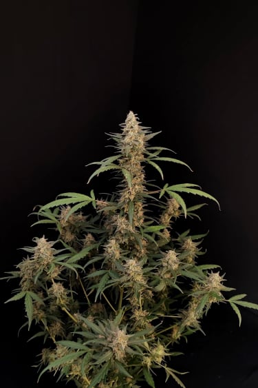 Instagram Critical Auto