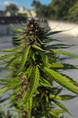 Instagram Banana Purple Punch Auto