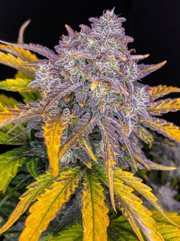 Buy Strawberry Pie Auto Cannabis Seeds | Fast Buds