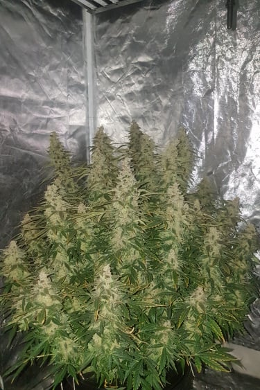 Instagram Stardawg Auto