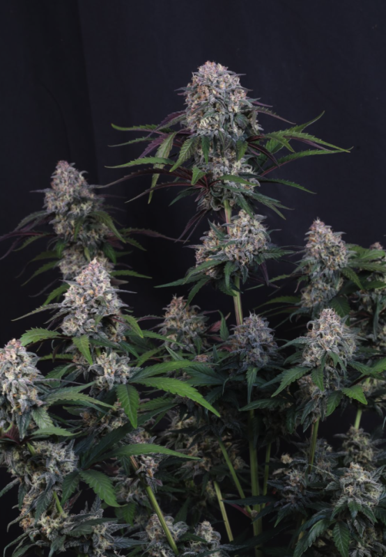 Instagram Cherry Cookies Trial Pack