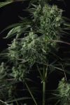 Instagram Banana Guava Auto™