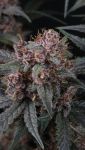 Instagram Mango Cherry Runtz Auto™