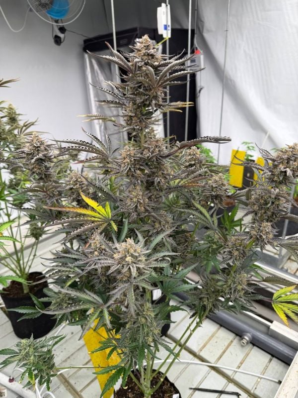 Instagram Cheese Auto