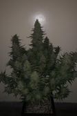 Instagram Strawberry Gorilla Auto