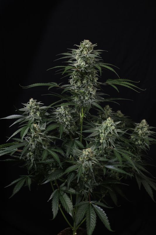 Instagram Banana Frost Auto