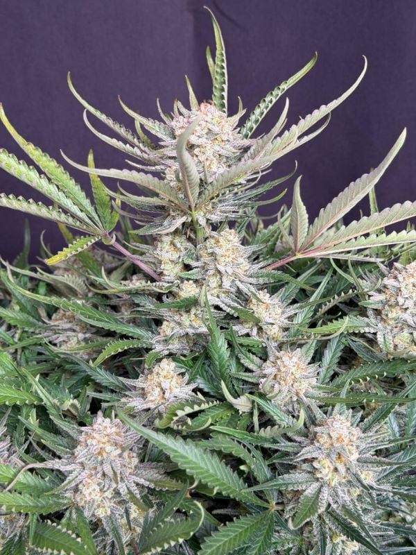 Instagram White Widow Auto