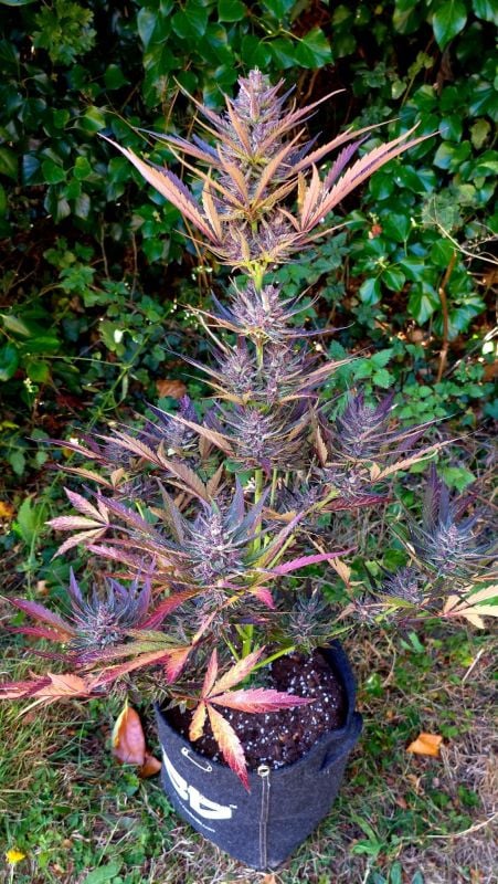 AUTO | Guava Sundae Auto™