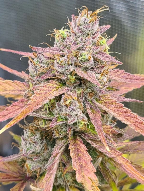 Instagram Banana Guava Auto