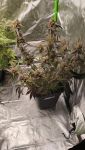 Instagram Guava Runtz Auto™
