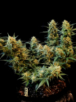 Instagram Gelato Auto