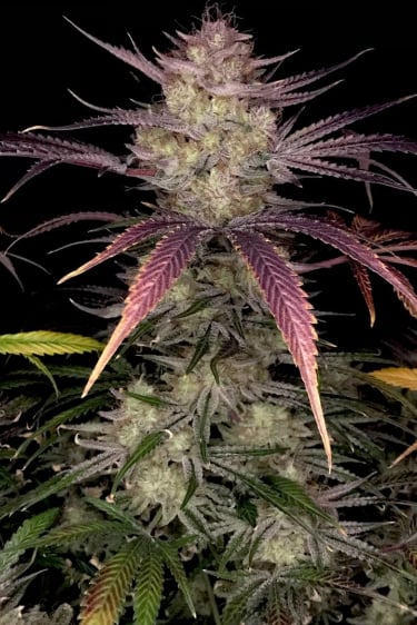 Instagram Bruce Banner Auto