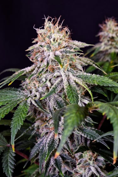 Instagram Sour Diesel Auto