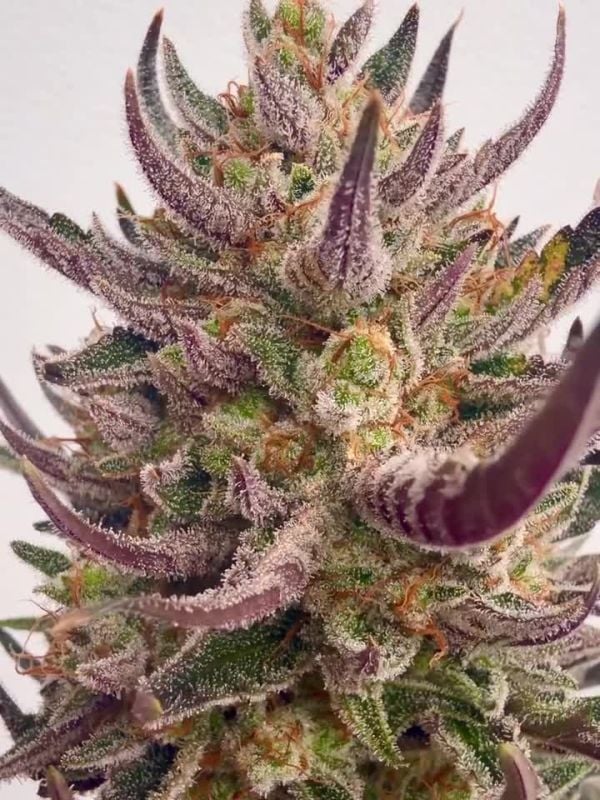 Guava Auto RF3 @ 1s1and_t IG 