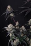 Instagram Lemon Cherry Sundae Auto™