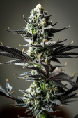 Instagram Gorilla Cookies Auto