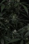 Instagram Banana Frost Auto™