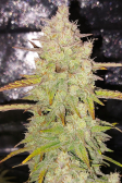 Instagram Sour Jealousy Auto™