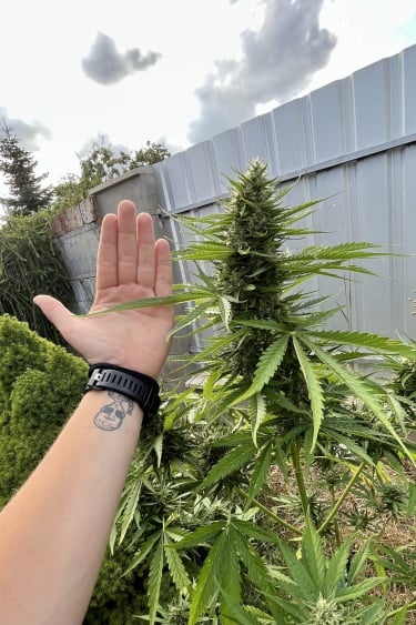 Instagram Afghan Kush Auto