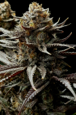 Instagram Gorilla Cookies FF