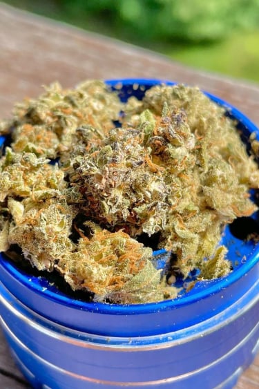 Instagram Gorilla Auto