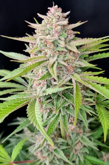 Instagram Strawberry Pie Auto