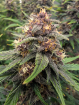 Instagram LSD-25 Auto