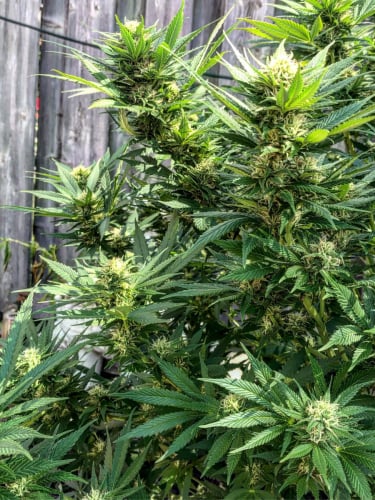 Instagram CBD Auto 11 CBD Crack