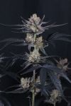 Instagram Guava Runtz Auto™