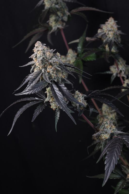 Instagram Lemon Cherry Sundae Auto