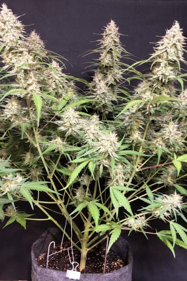 Instagram Bruce Banner Auto