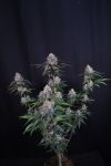 Instagram Lemon Cherry Sundae Auto™